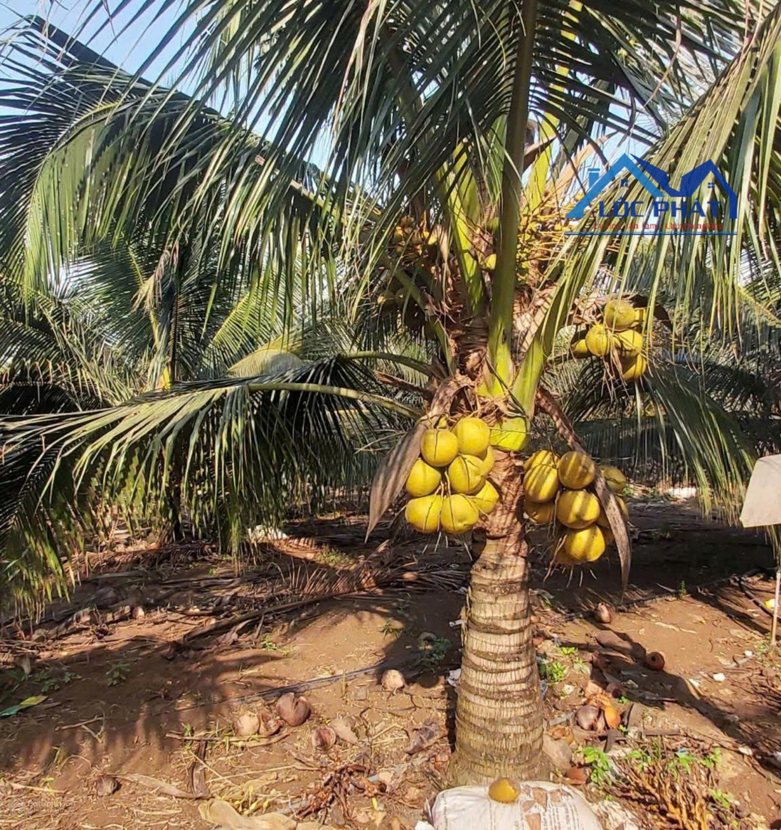 Bán vườn dừa xiêm lửa đang cho thu nhập ổn định tại Cẩm Mỹ - Đồng Nai 21000m2 chỉ 9,5 tỷ